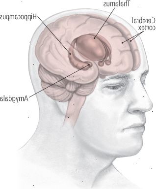 Områder af hjernen ramt af depression Områder af hjernen ramt af depression