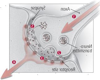 Hvordan neuroner kommunikerer Hvordan neuroner kommunikerer