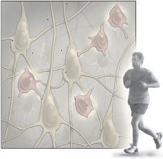 Motion og neurogenesis Motion og neurogenesis