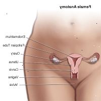 Illustration af anatomien af det kvindelige bækken området Illustration af anatomien af det kvindelige bækken området