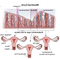 Illustration viser menstruationscyklus Illustration viser menstruationscyklus