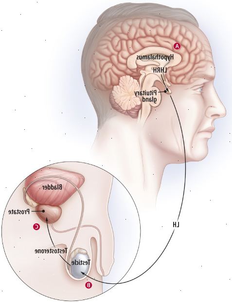 Hvordan hormonbehandling påvirker androgen kaskade Hvordan hormonbehandling påvirker androgen kaskade