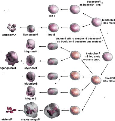 Specialiserede hvide blodlegemer Specialiserede hvide blodlegemer