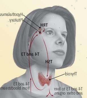Normal thyroid Normal thyroid