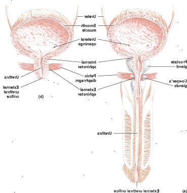 Blæren og urinrøret en mandlig (a) og en hun (b) Blæren og urinrøret en mandlig (a) og en hun (b)