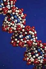 Billede af en model af en streng af DNA, forstørret