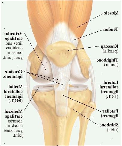 Front view af knæleddet viser lårmuskel og sene knyttet til knæskallen (patella). Slutningen af lårbenet (femur) og toppen af skinnebenet (tibia) er foret og polstret med ledbrusken. Meniskbrusk på toppen af skinnebenet absorberer stød i knæleddet. Ledbånd (LCL) holder lårben til skinnebenet på ydersiden side af knæet. Mediale sideledbånd (MCL) holder lårben til skinneben på indersiden side af knæet. Patella ligament forbinder knæskallen til forsiden af skinnebenet. Korsbånd holde bunden af lårben til toppen af skinnebenet. Front view af knæleddet viser lårmuskel og sene knyttet til knæskallen (patella). Slutningen af lårbenet (femur) og toppen af skinnebenet (tibia) er foret og polstret med ledbrusken. Meniskbrusk på toppen af skinnebenet absorberer stød i knæleddet. Ledbånd (LCL) holder lårben til skinnebenet på ydersiden side af knæet. Mediale sideledbånd (MCL) holder lårben til skinneben på indersiden side af knæet. Patella ligament forbinder knæskallen til forsiden af skinnebenet. Korsbånd holde bunden af lårben til toppen af skinnebenet.