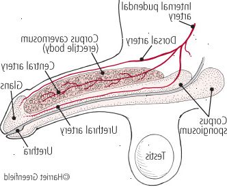Anatomi af penis Anatomi af penis