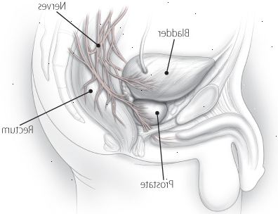 Prostata og dens nerver Prostata og dens nerver
