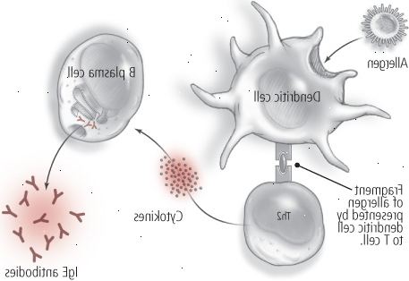 Allergi: en to-trins proces (første eksponering) Allergi: en to-trins proces (første eksponering)