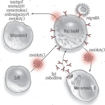 Allergi: en to-trins proces (næste eksponering) Allergi: en to-trins proces (næste eksponering)