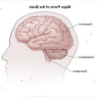 Illustration af lateral syn på hjernen og divisioner i cerebrum, cerebellum og hjernestammen Illustration af lateral syn på hjernen og divisioner i cerebrum, cerebellum og hjernestammen