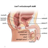 Illustration af anatomien af mandlige forplantningsorganer Illustration af anatomien af mandlige forplantningsorganer