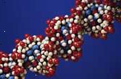 Alle levende celler har DNA i dem. Alle levende celler har DNA i dem.
