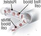 Blodlegemer og blodplader Blodlegemer og blodplader