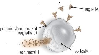 Allergisk astma Allergisk astma